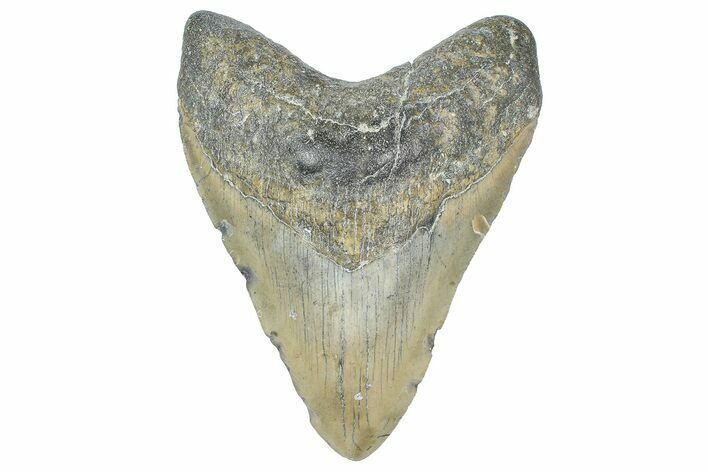 Fossil Megalodon Tooth - North Carolina #358938